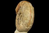 Large, Stephanoceras Ammonite - Dorset, England #131900-1